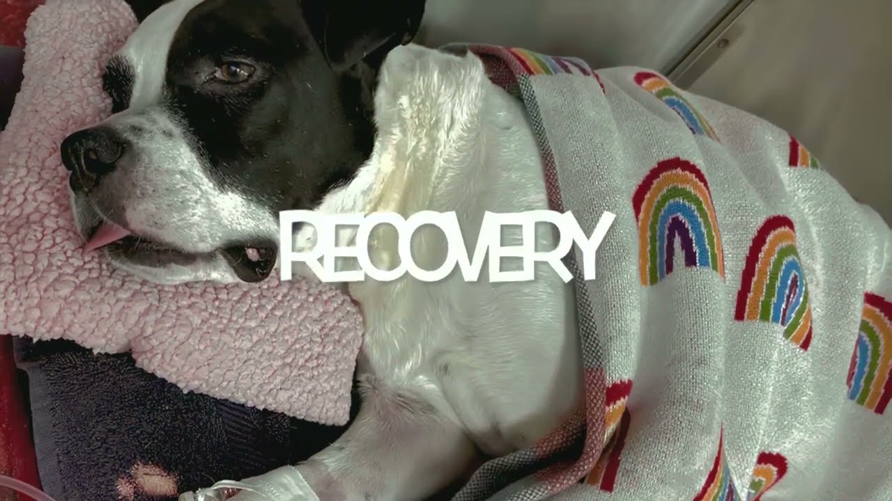The TPLO Journey: A Dog's Road to Recovery
