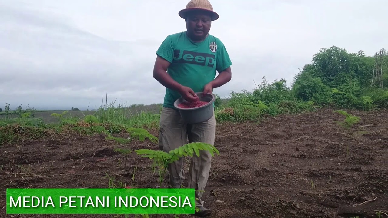 Cara pemupukan sengon agar cepat besar