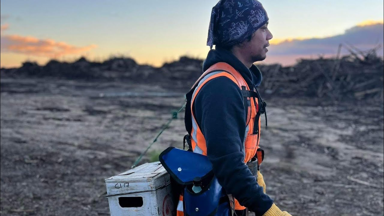 Pinoy Forestry Worker in New Zealand | Planting Season 2024