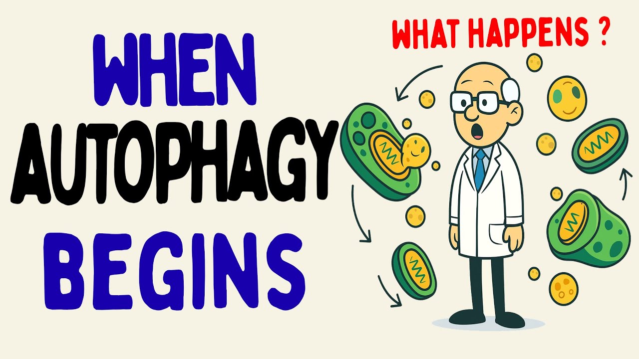 What Happens to Your Body Hour-by-Hour as You Fast Toward Autophagy ?