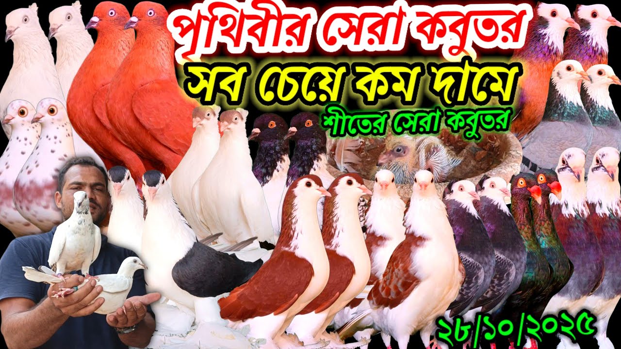 পৃথিবীর সেরা আকর্ষণীয় কবুতর সব চেয়ে কম দামে ইতিহাস শীতের সেরা রাজকীয় কবুতর বিক্রি হবে খামার থেকে