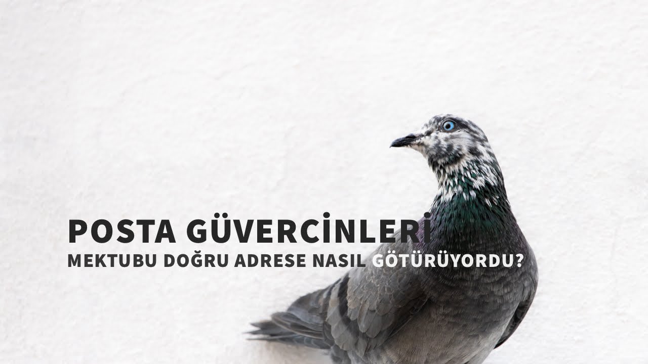 Posta g&uuml;vercinleri, mektupların gideceği adresi nasıl buluyordu?