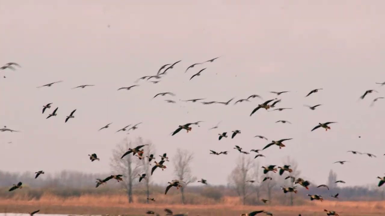 Greylag Gooses (Ny&aacute;ri ludak) and Greater white-fronted gooses (Nagy lilik)