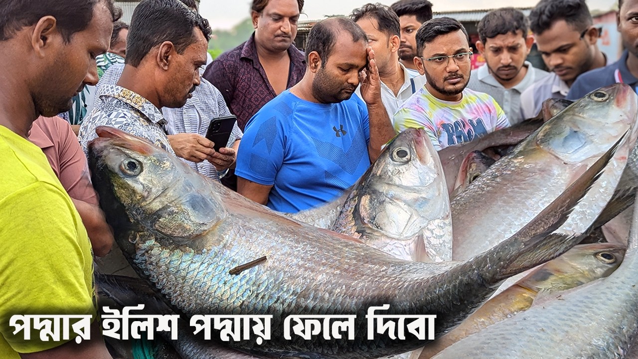 পদ্মার ইলিশ পদ্মায় ফেলে দিবো চবুও এত সস্তায় বিক্রি করবো না দাম নেই ইলিশের | cheap price hilsa fish