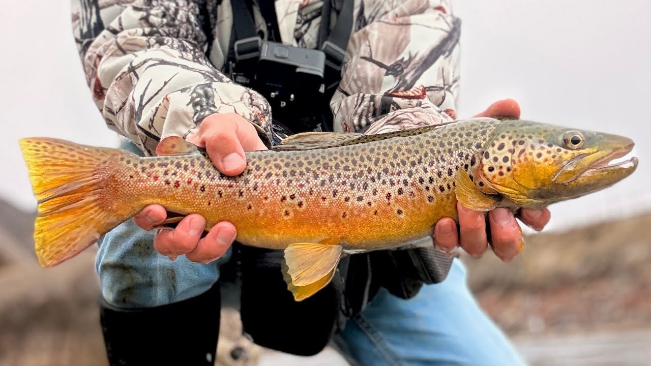 INCREDIBLE BITE!! River fishing for Giant Trout! 