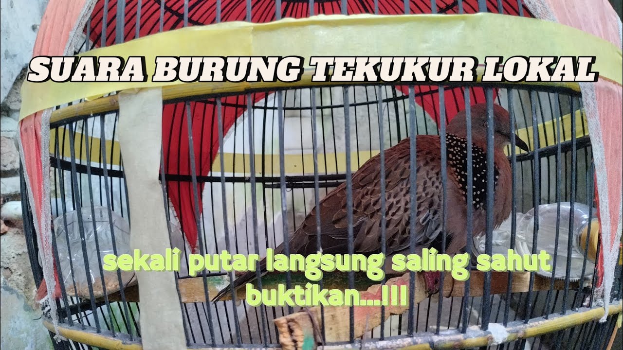 PEMANCING SUARA BURUNG DEKUKUR LOKAL AGAR IKUT BUNYI DAN MANGGUNG, BUKTIKAN PASTI LANSUNG BUNYI