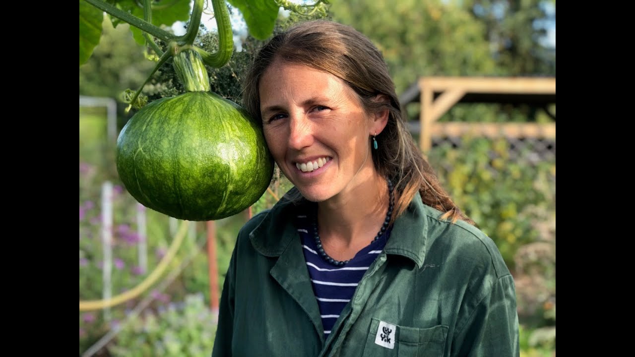 Growing squashes on a polytunnel frame