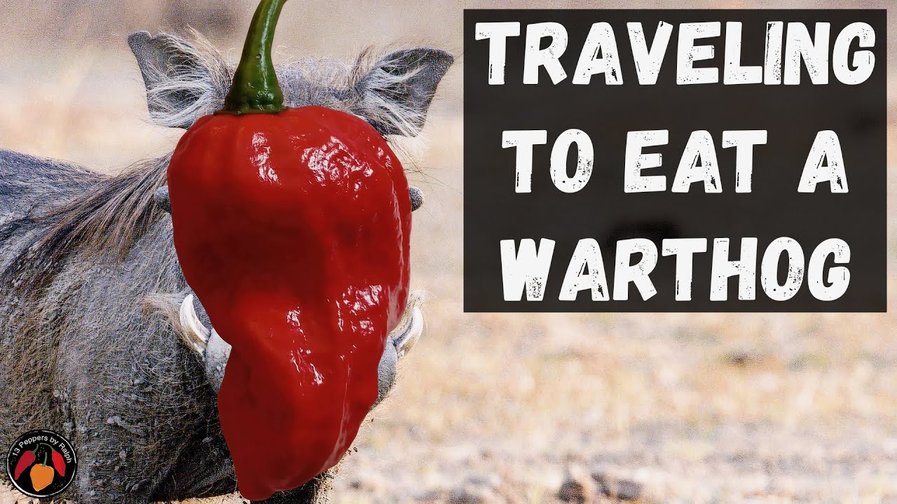 Warthog Pepper - My first tasting of this wonderful superhot pepper