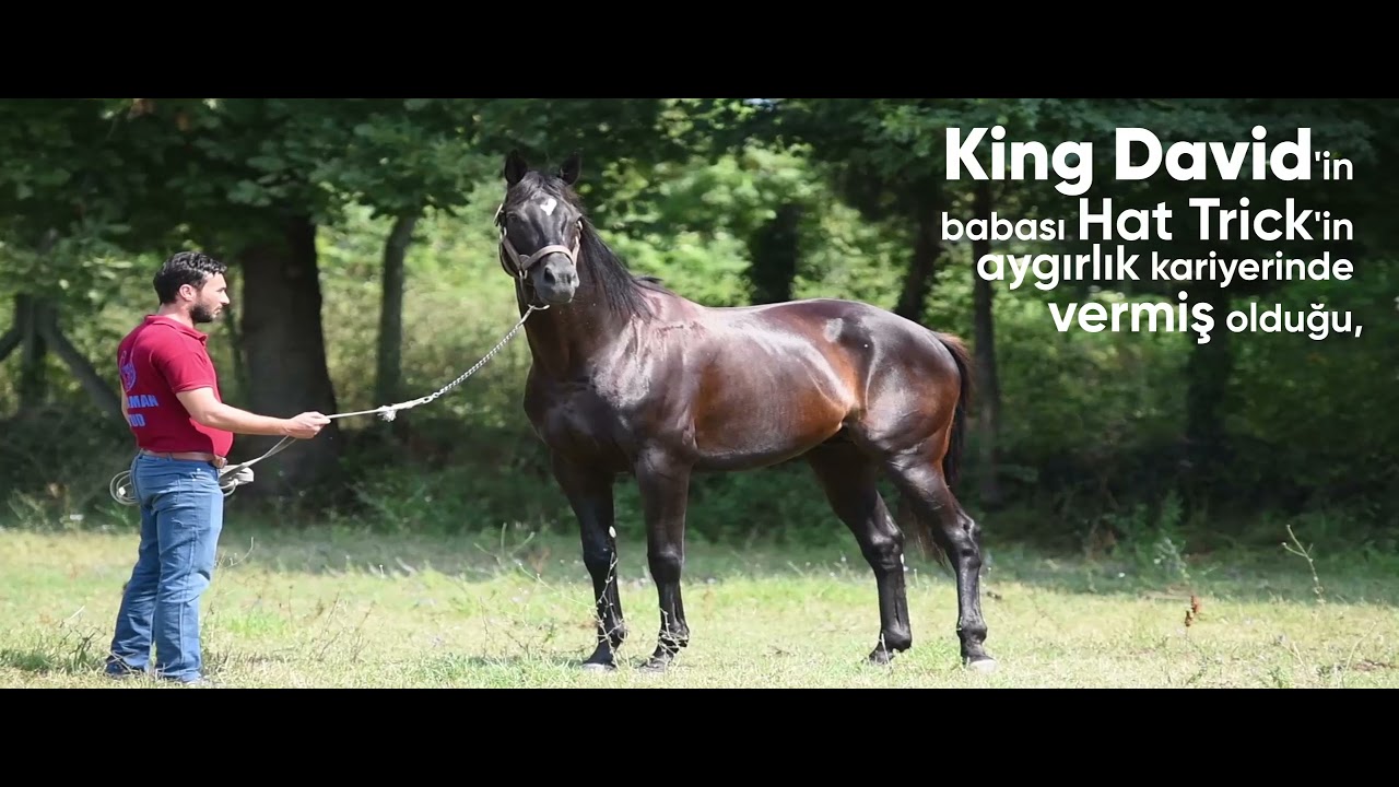 King David Tanıtım - Kahraman Stud