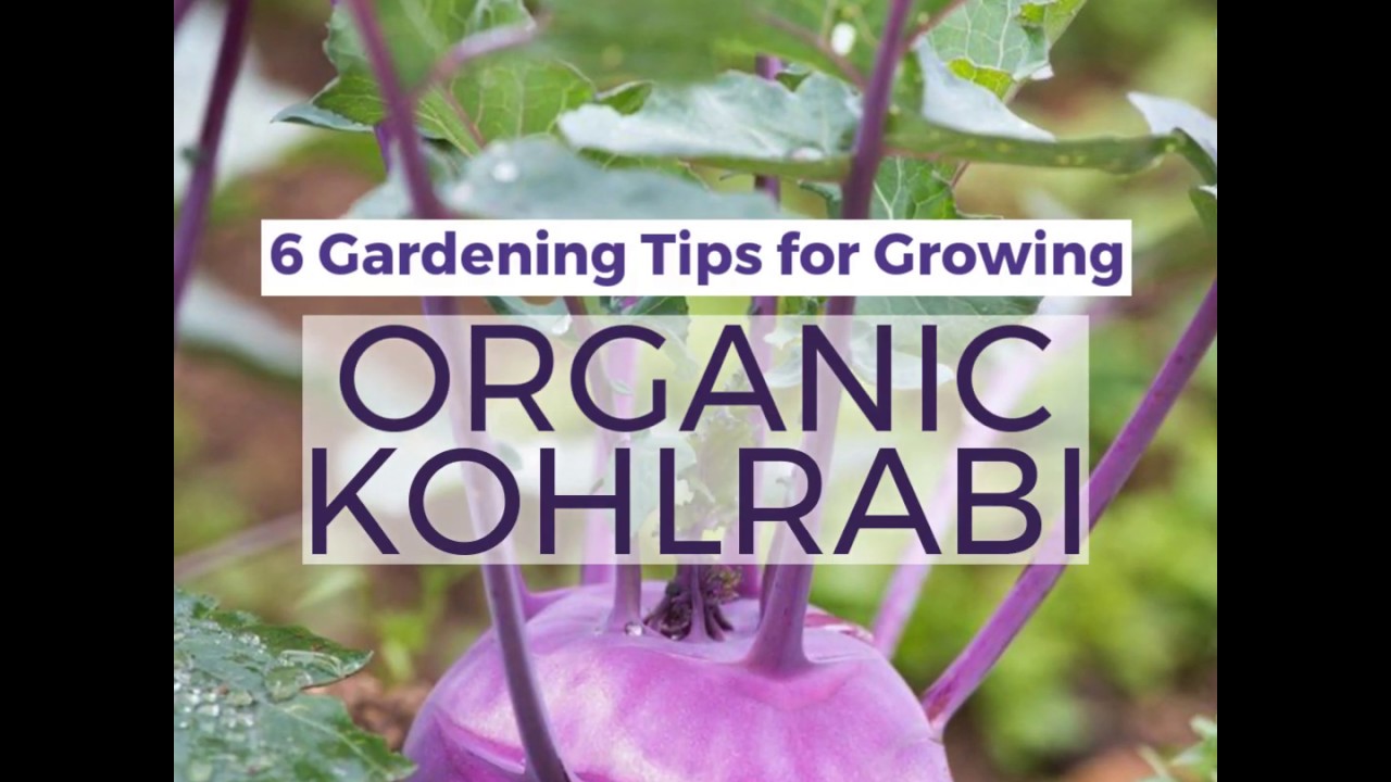 How to Grow Organic Kohlrabi