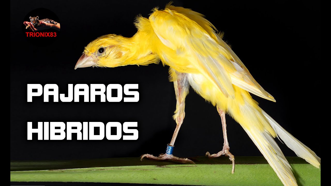 AVES HIBRIDAS – HIBRIDOS DE AVES (descubre las aves hibridas mas curiosas)