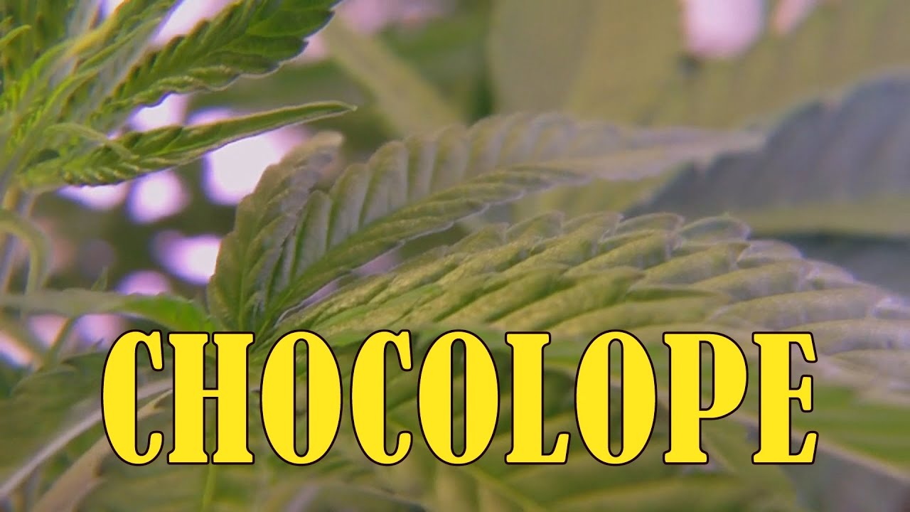 DNA Genetics Chocolope Plant Growing