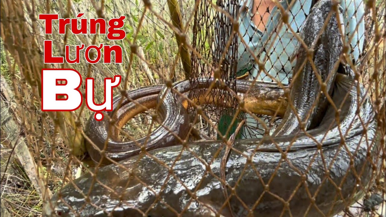 Đi Thăm Lờ Cùng Ông Anh | Trúng Đậm Toàn Lươn Bự, Cá Nhiều Không Ngờ!
