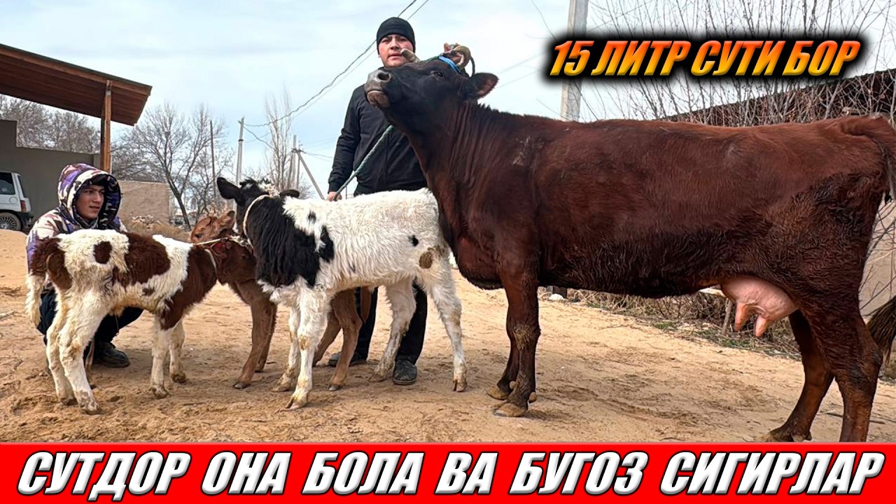 СУТДОР ОНА БОЛА ВА БУГОЗ СИГИРЛАР 01-03-2026
