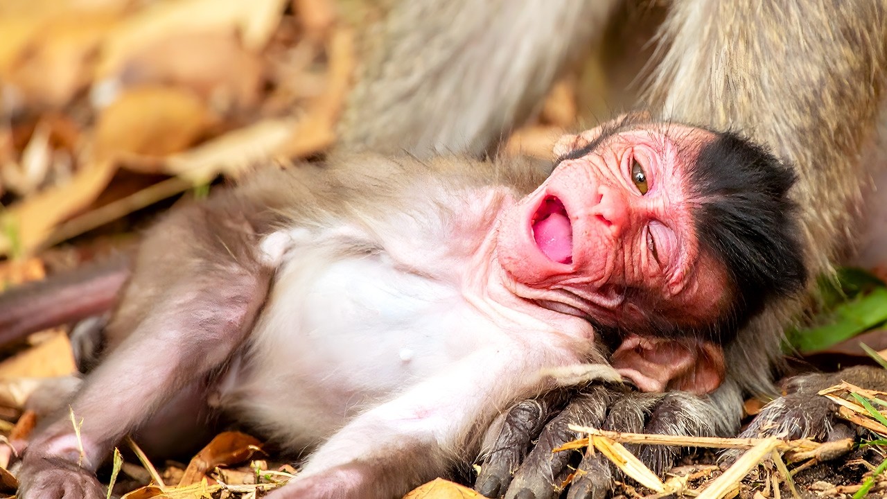 Teenage Mothers: Challenges and Triumphs of Young Monkey Moms