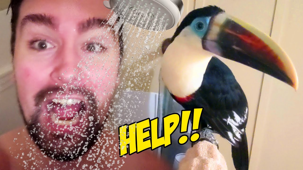 My Toucan Watches Me in the Shower Like a CREEPY WEIRDO!