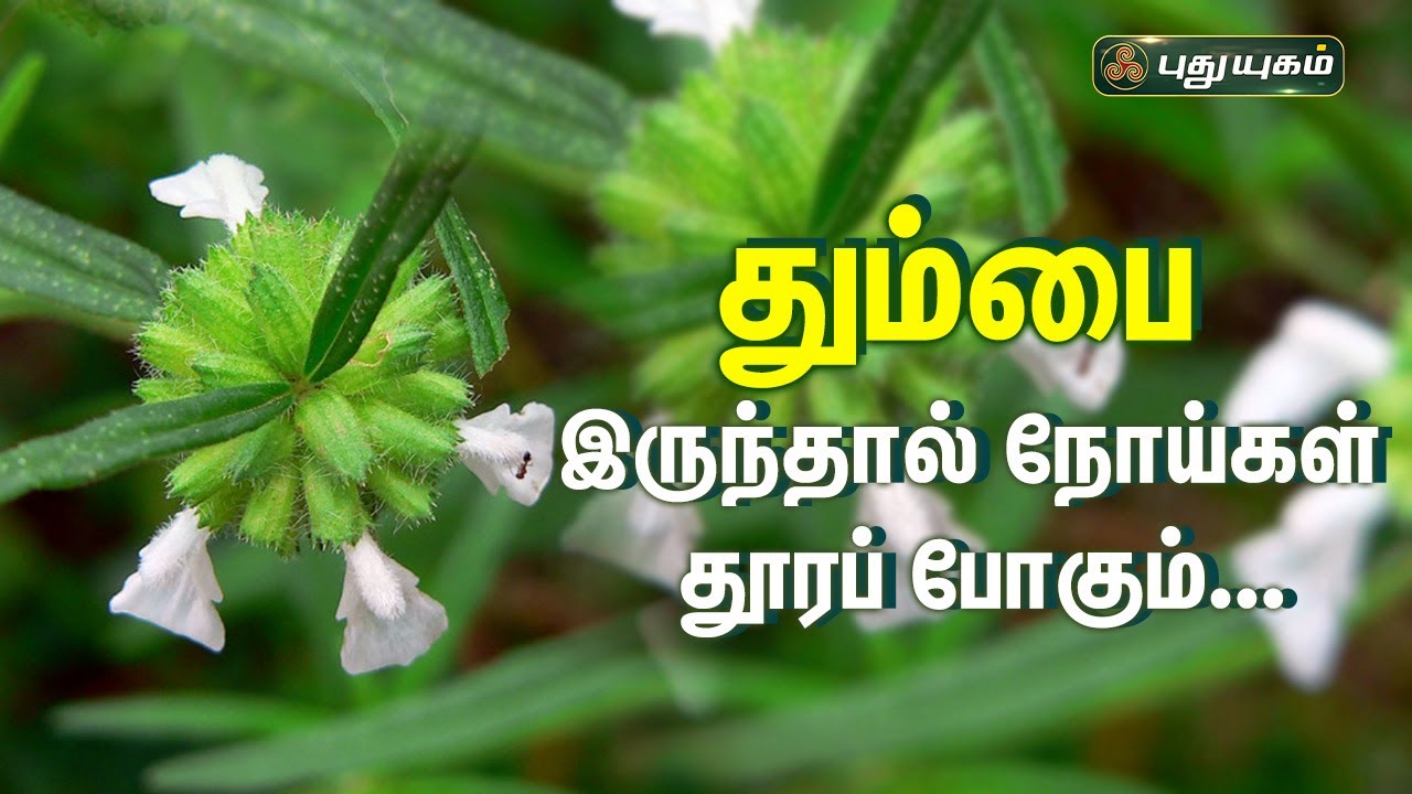 தும்பைப்பூ மருத்துவ பயன்கள்.. Dr.Jayaroopa விளக்கம் | Puthuyugamtv | 02/01/2024 #ThumbaPoo