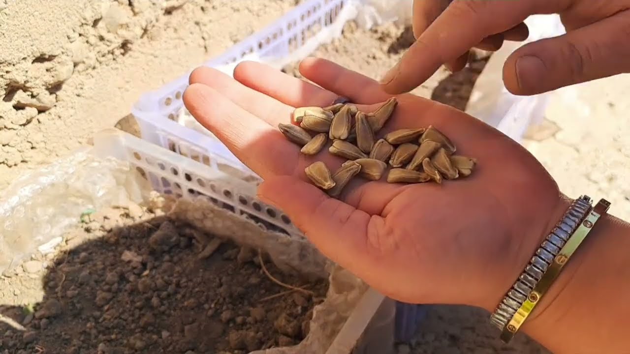 Sardi k mosam mai vegetable seedlings  kaise tayar karein || Fast germination  k liye kya karein 