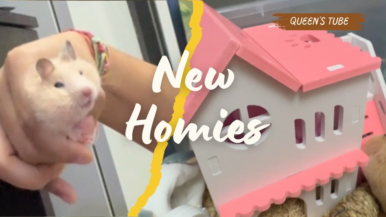 Humare Hamster 🐹 | Ft. Beeni Rajpoot | Queenshainhum | Vlog