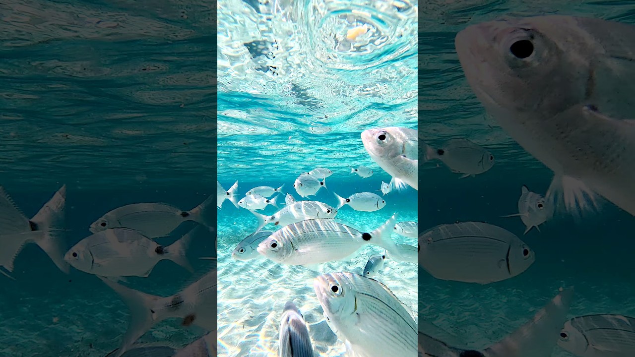 🐟🐬😍#travel #sardinia #sardegna #summer #shorts#SHORTVIDEO #summer #viaggio #sea #beautiful