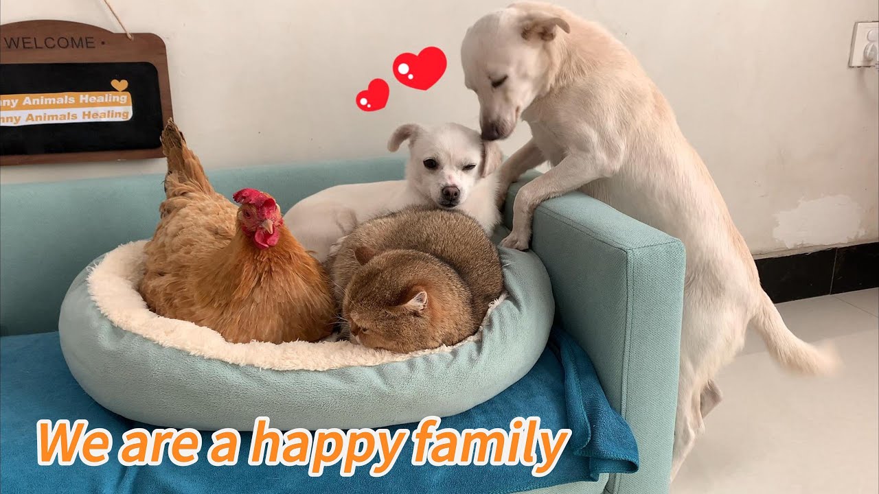 The hen, the puppy, the rabbit, and the duck all want to sleep with the cat! It's so funny and cute!
