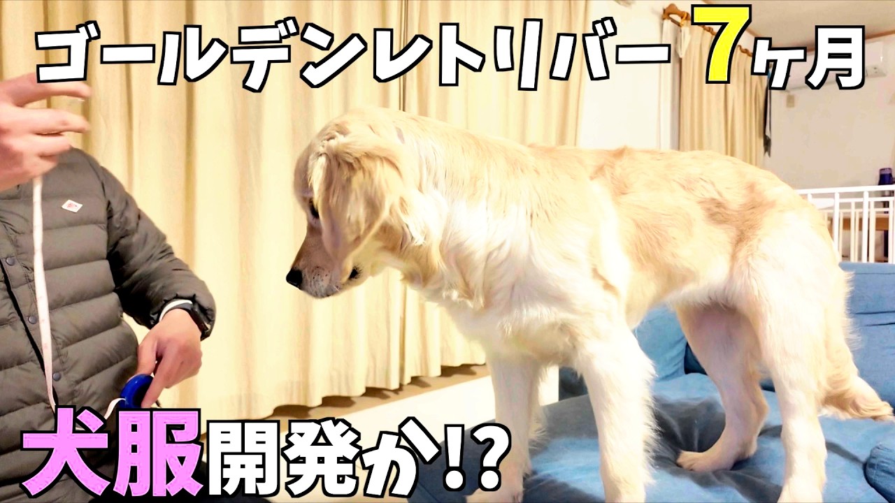 ゴールデンレトリバー専用洋服を開発する為の生後7ヶ月の生体チェック！JOJOに出てきそうなくらい逆三体型です笑（花#22）