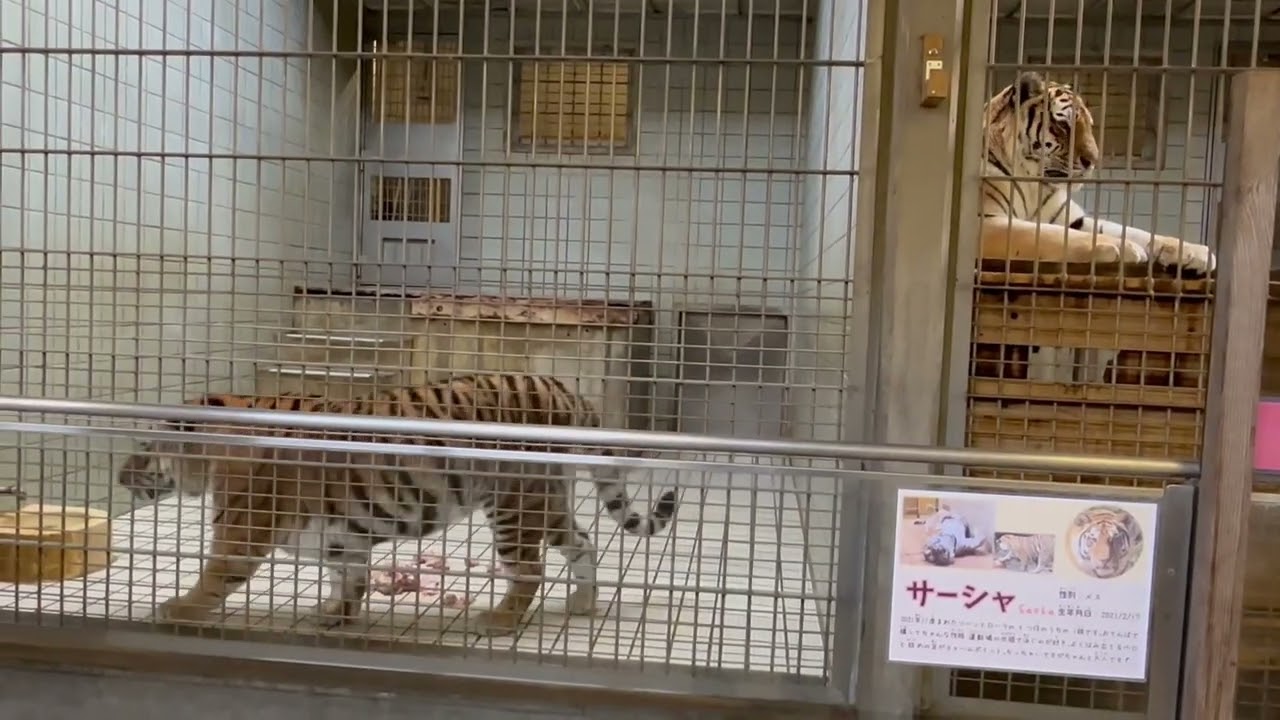 鳴くサーシャちゃんと寝たふりしようっとローラ母さん😅　アムールトラ　浜松市動物園にて　2026年2月15日