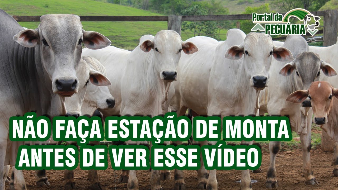 Não faça Estação de monta antes de ver esse vídeo