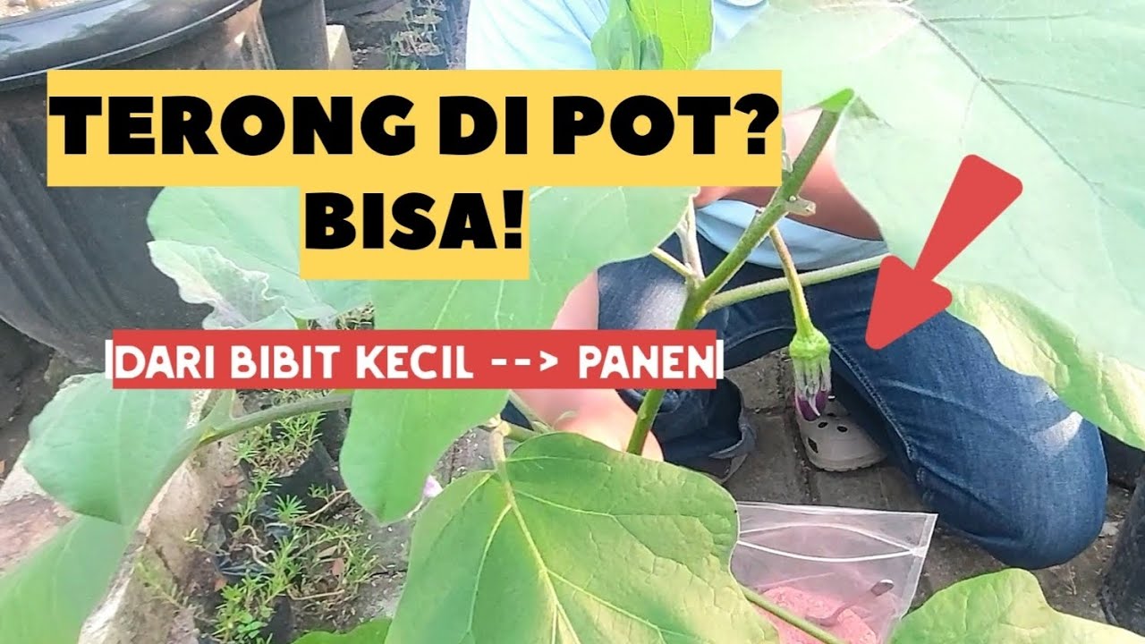 TERONG UNGU BISA BERBUAH DI POT! INI PROSES LENGKAP TABULAMPOT DARI BIBIT KECIL