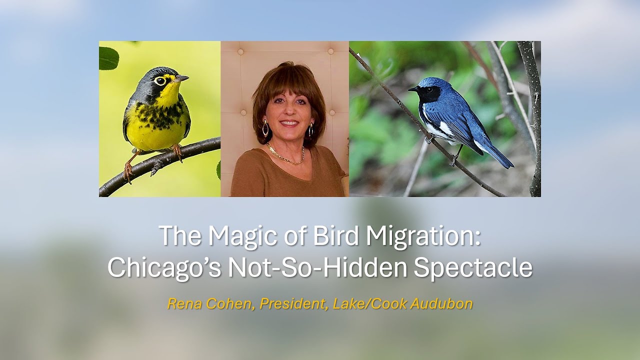 The Magic of Bird Migration: Chicago's Not-So-Hidden Spectacle