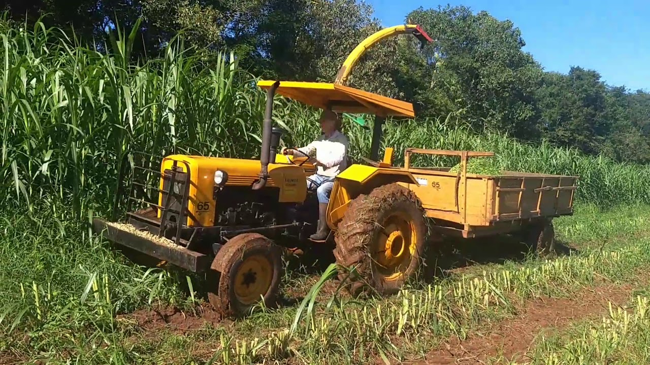Cortando capim com Valmet 65 e ensiladeira JF 92 z10