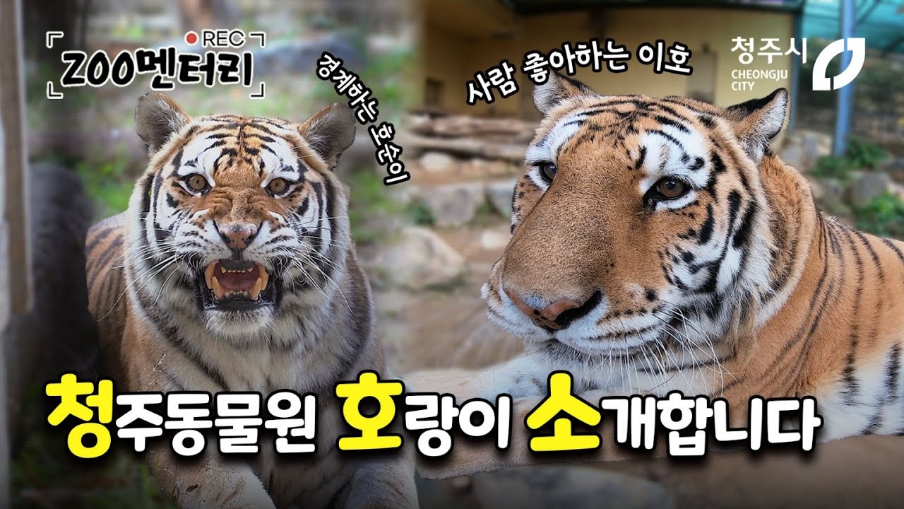 청주동물원 호랑이를 소개합니다 