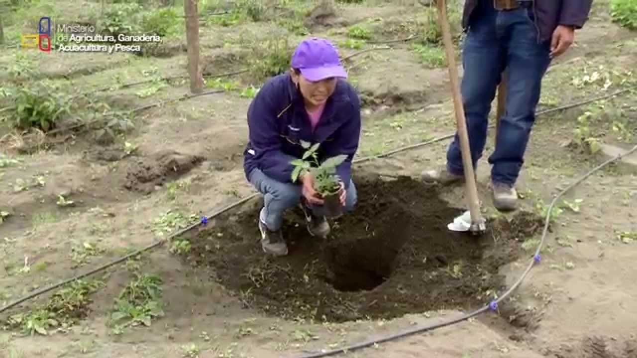 La producción de mora