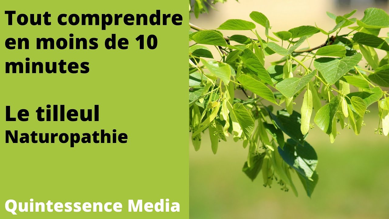 Les bienfaits du tilleul - Tout comprendre en moins de 10 minutes