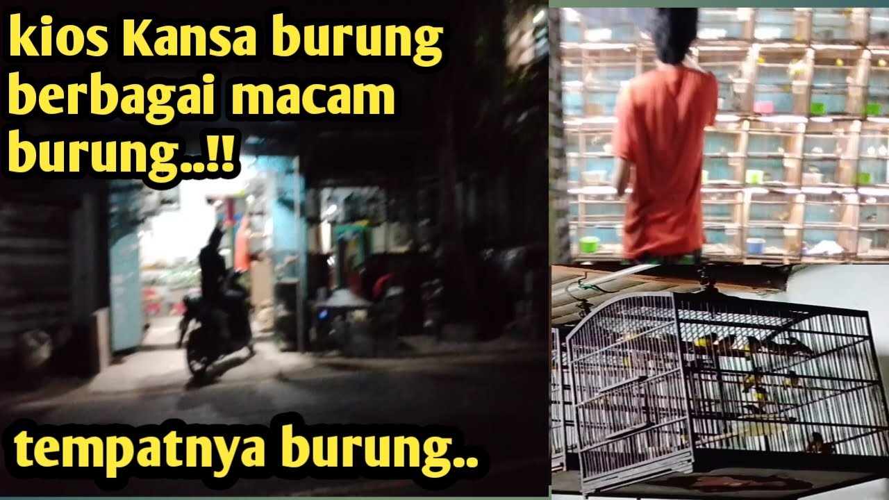 Kios Kansa || banyak burung 