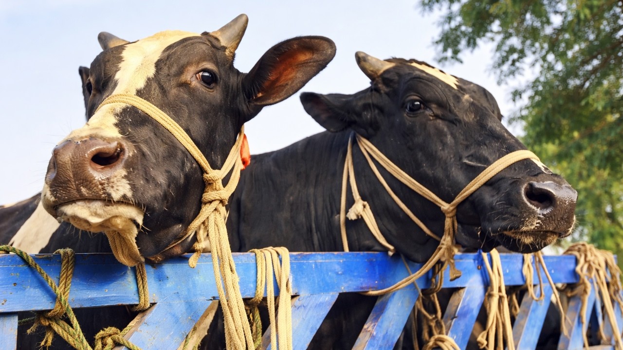 cow unloading, cow videos, cow video, animal, cow, big cow, gorur video, goru hamba cow, Ep-280