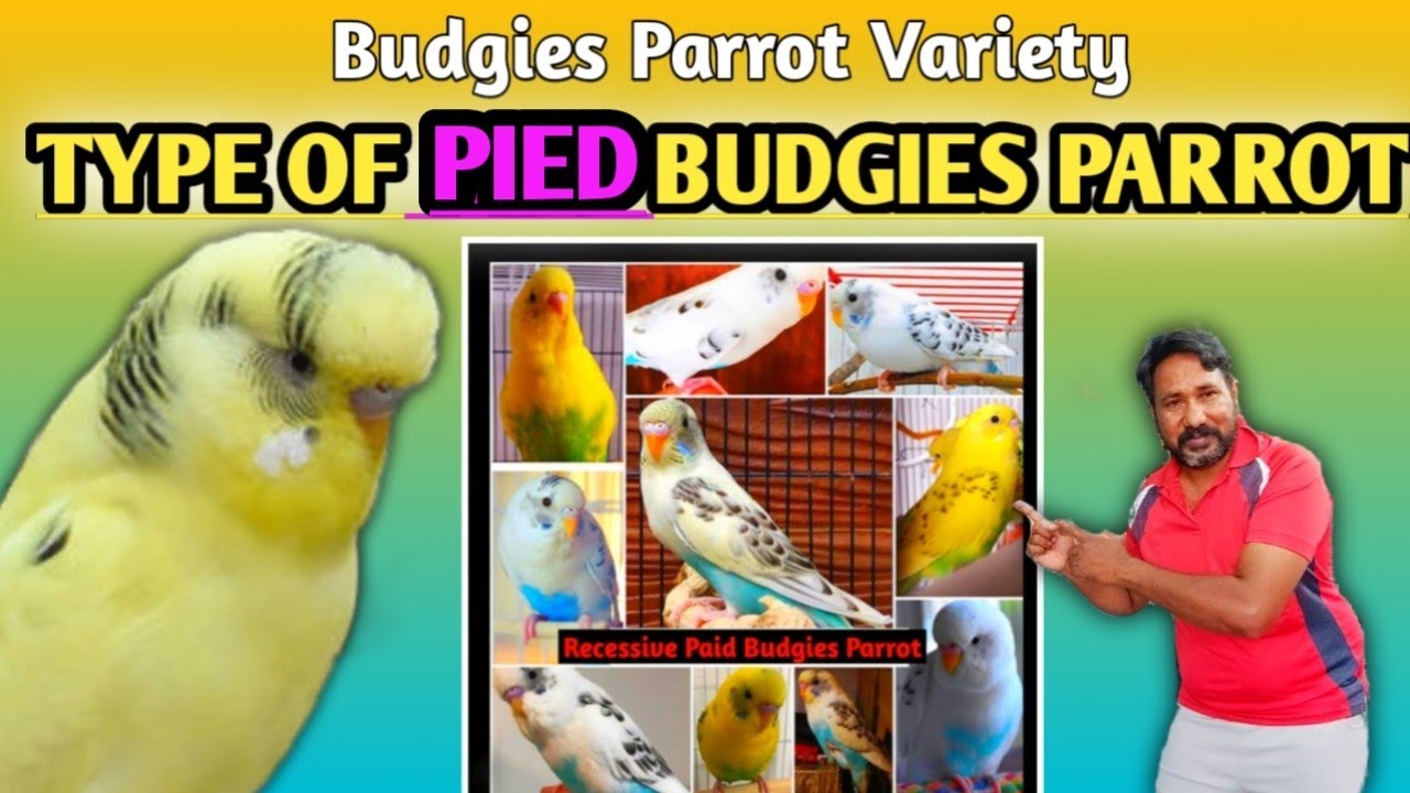 Full Information About Pied Budgies Parrot // how many type of pied budgies parrot / budgies variety