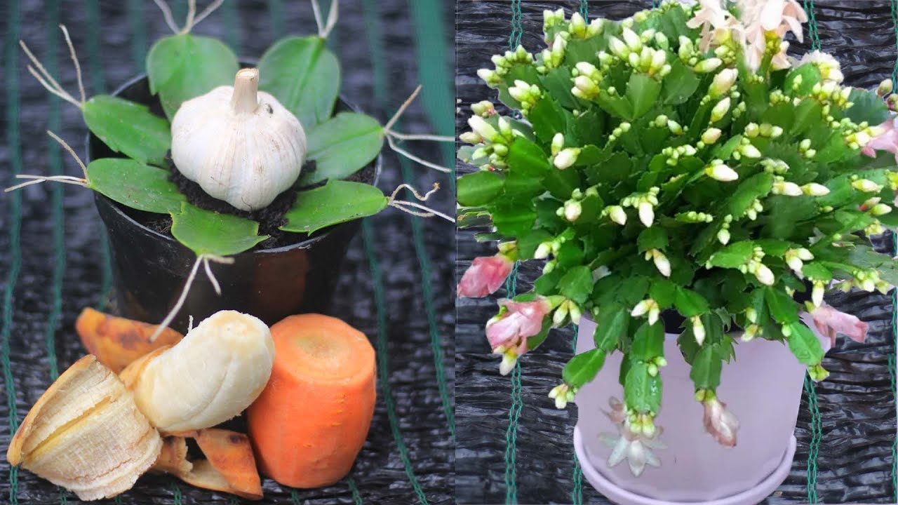 Christmas cactus propagated ideas from bananas, carrots, and garlic