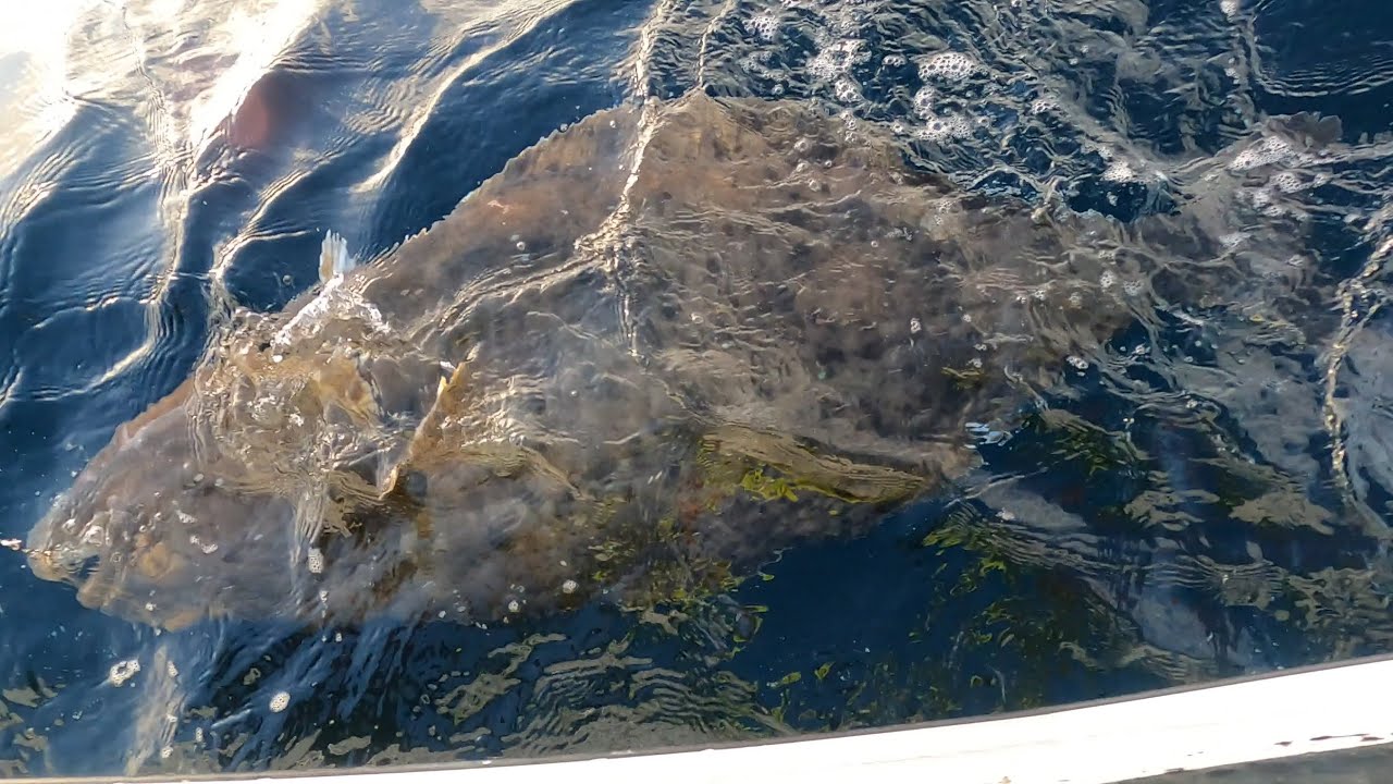 Ogromny halibut z Senji! Wyprawa na ryby do Norwegii 2024