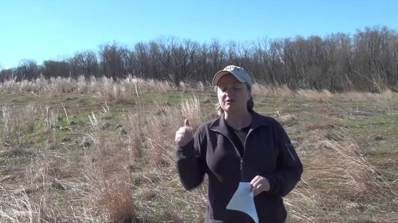 Surveying Massasaugas in Michigan
