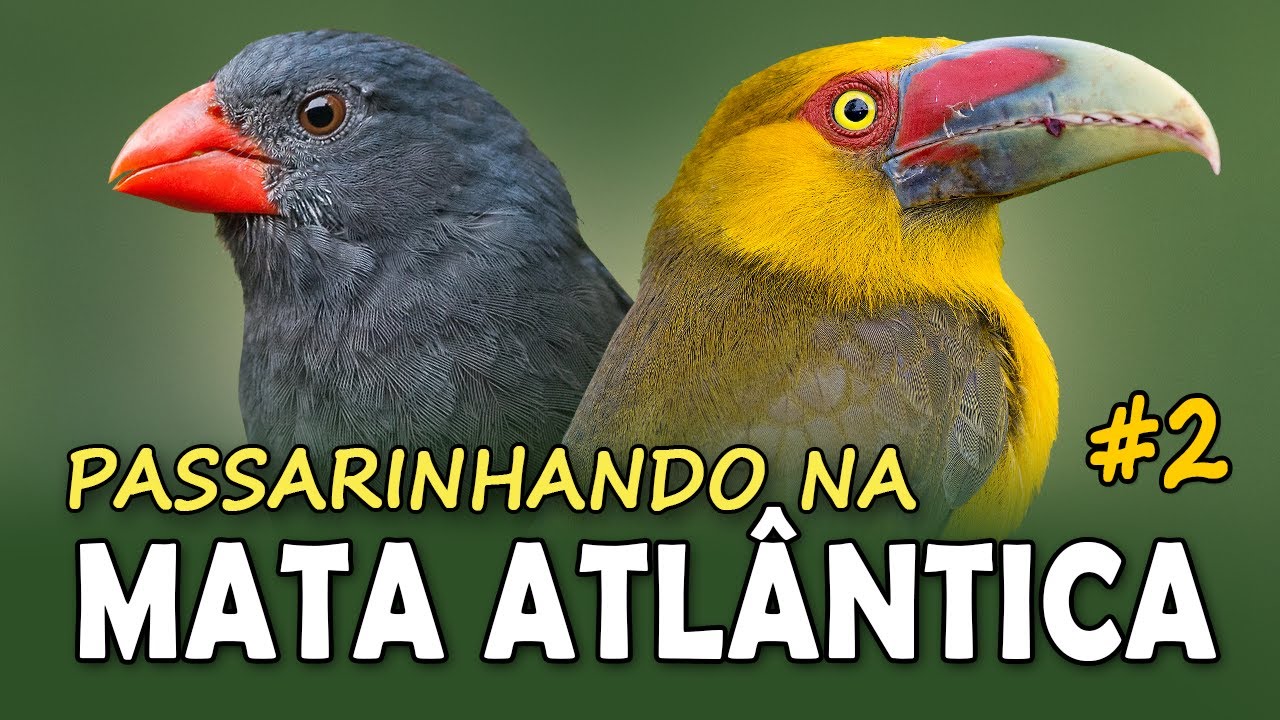 AVES da MATA ATL&Acirc;NTICA #2 | PASSARINHANDO em uma trilha na floresta de Santa Catarina