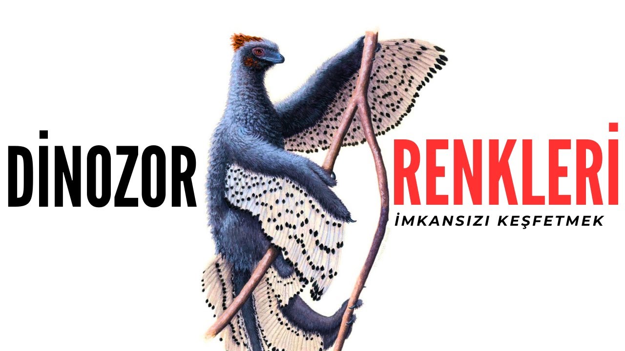 Dinozorlar Ne Renkti? Artık Biliyoruz!