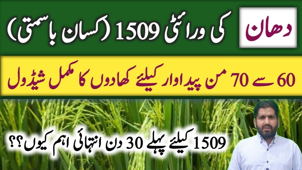 Fertilizer Plan for 1509 Rice Variety (Kissan Basmati) | 1509 Fertilizer Plan | Rice Farming