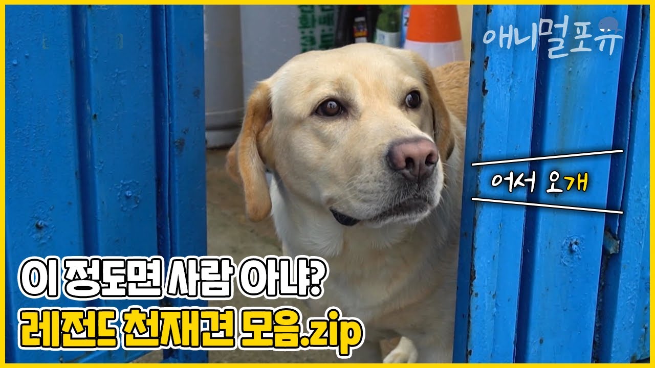 천재견 호야만큼 똑똑한 견공들 모음.zip! 한글, 알파벳, 심부름까지 척척 🐶❣️ | KBS 생생정보통 2010-2022 방송