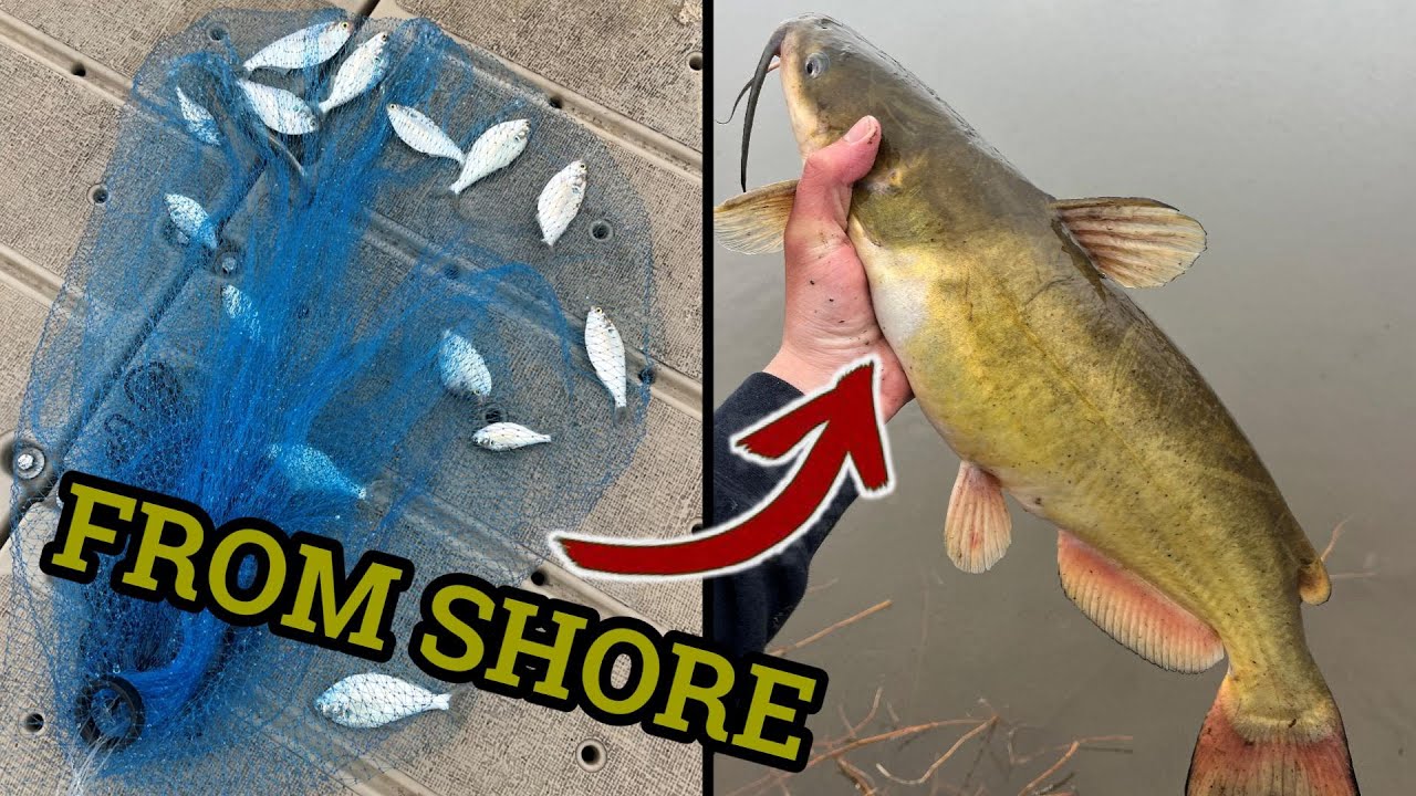 How to Catch Shad from Shore in Late Spring/Summer