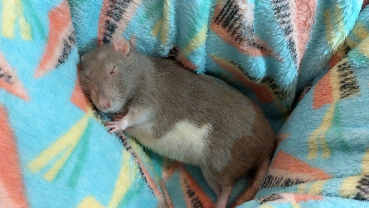 The Sweetest Little Sleepy Bean ❤️