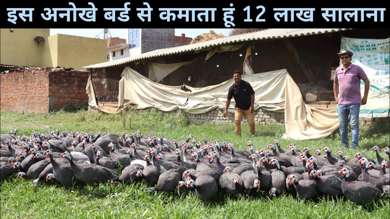 गिनी फॉल पालन से कम खर्च में अच्छा मुनाफा | Free Range Guinea Fowl Farming | Guinea Fowl Farming