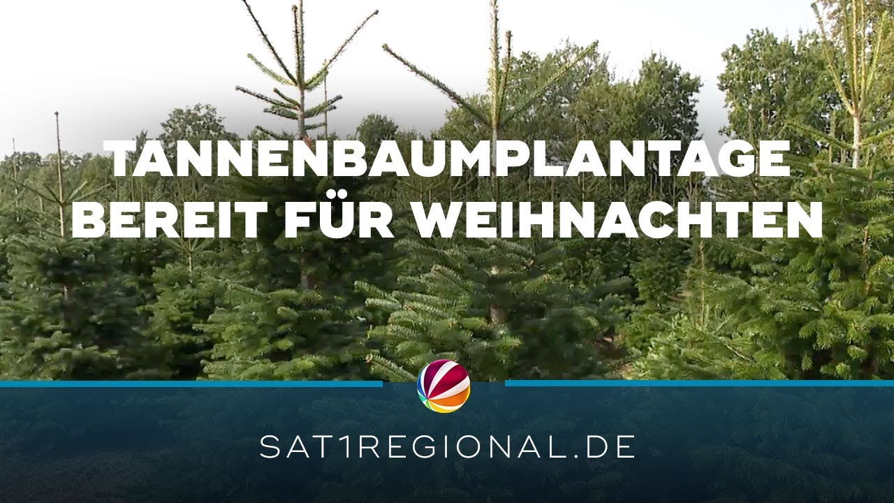 Tannenbaumplantage bei Celle bereit für Weihnachten