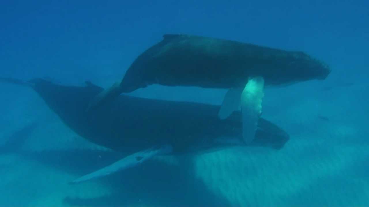 Bultrug bij Great Sandy Cay - Swimming with humpback whale