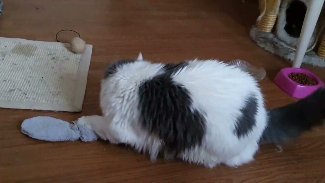 Sirius' early Christmas present